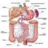 Digestive apparatus